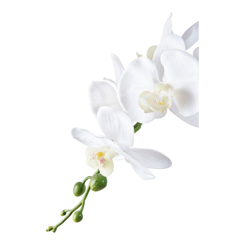 Orchidée