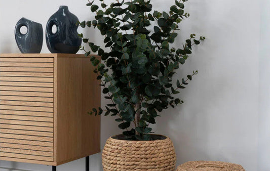 Plantes d'intérieur
