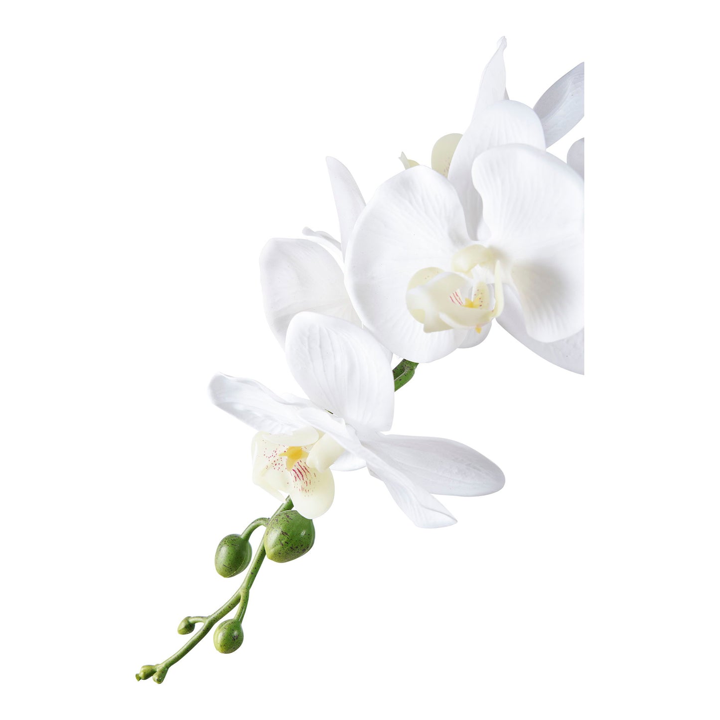 Orchidée artificielle verte/blanche – Ht 49 cm