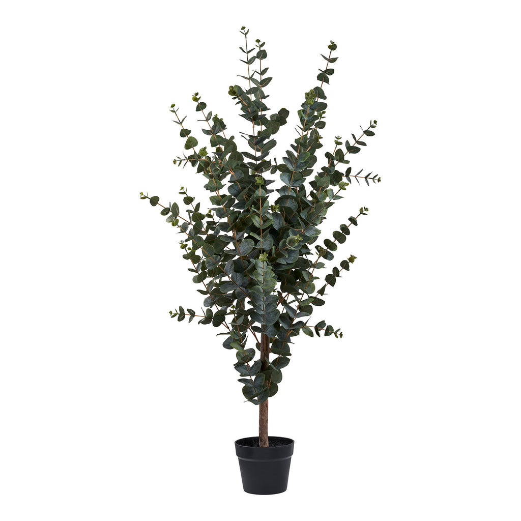 Arbre eucalyptus