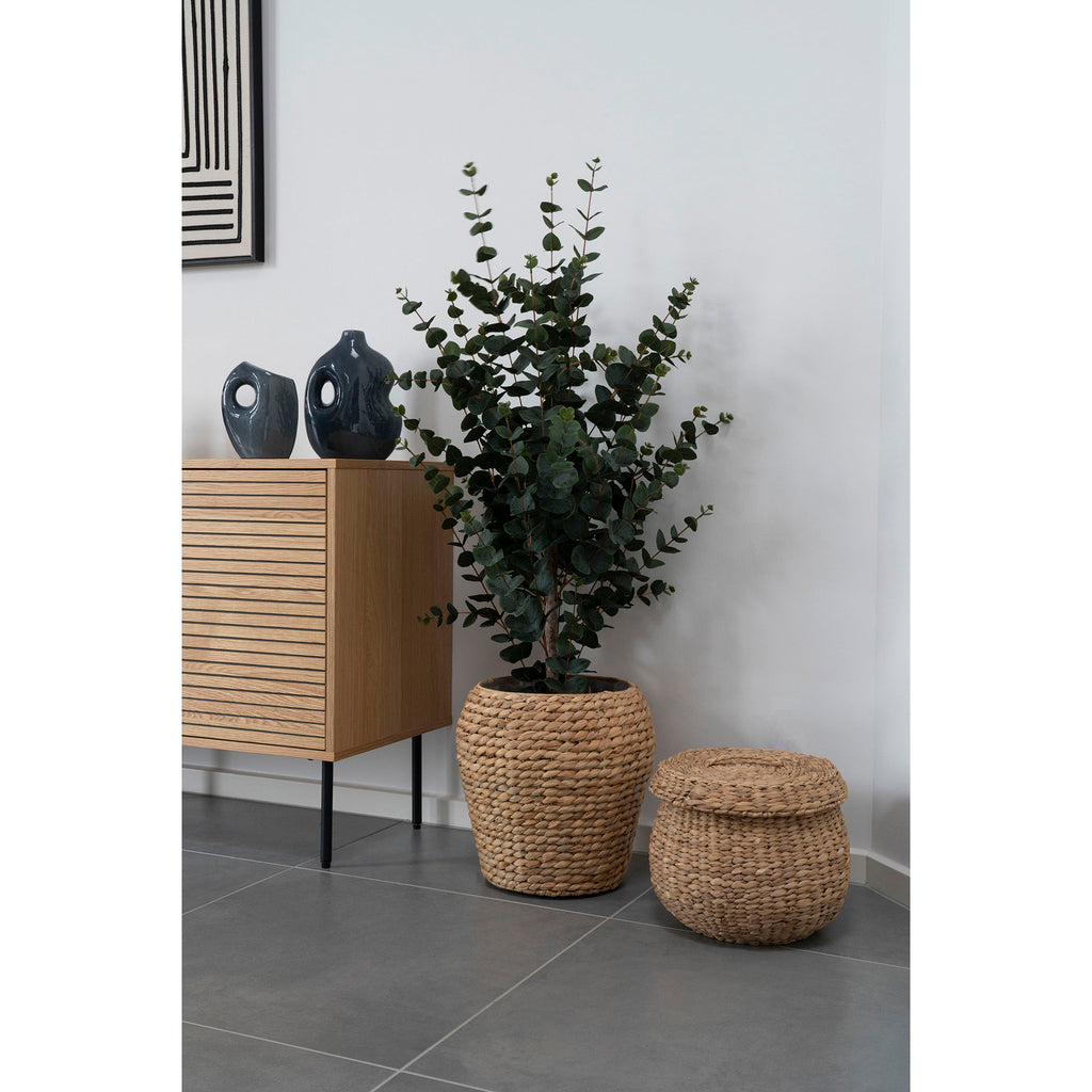 Arbre eucalyptus