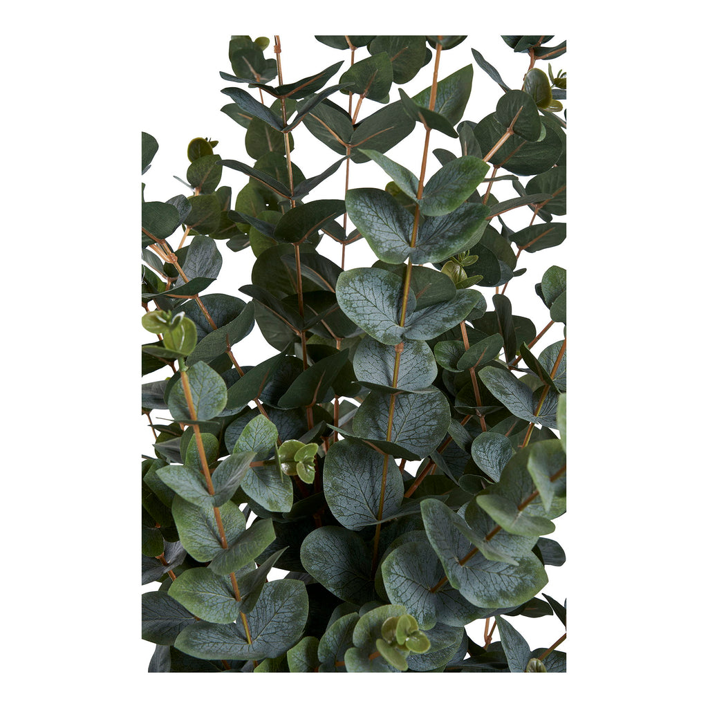 Arbre eucalyptus
