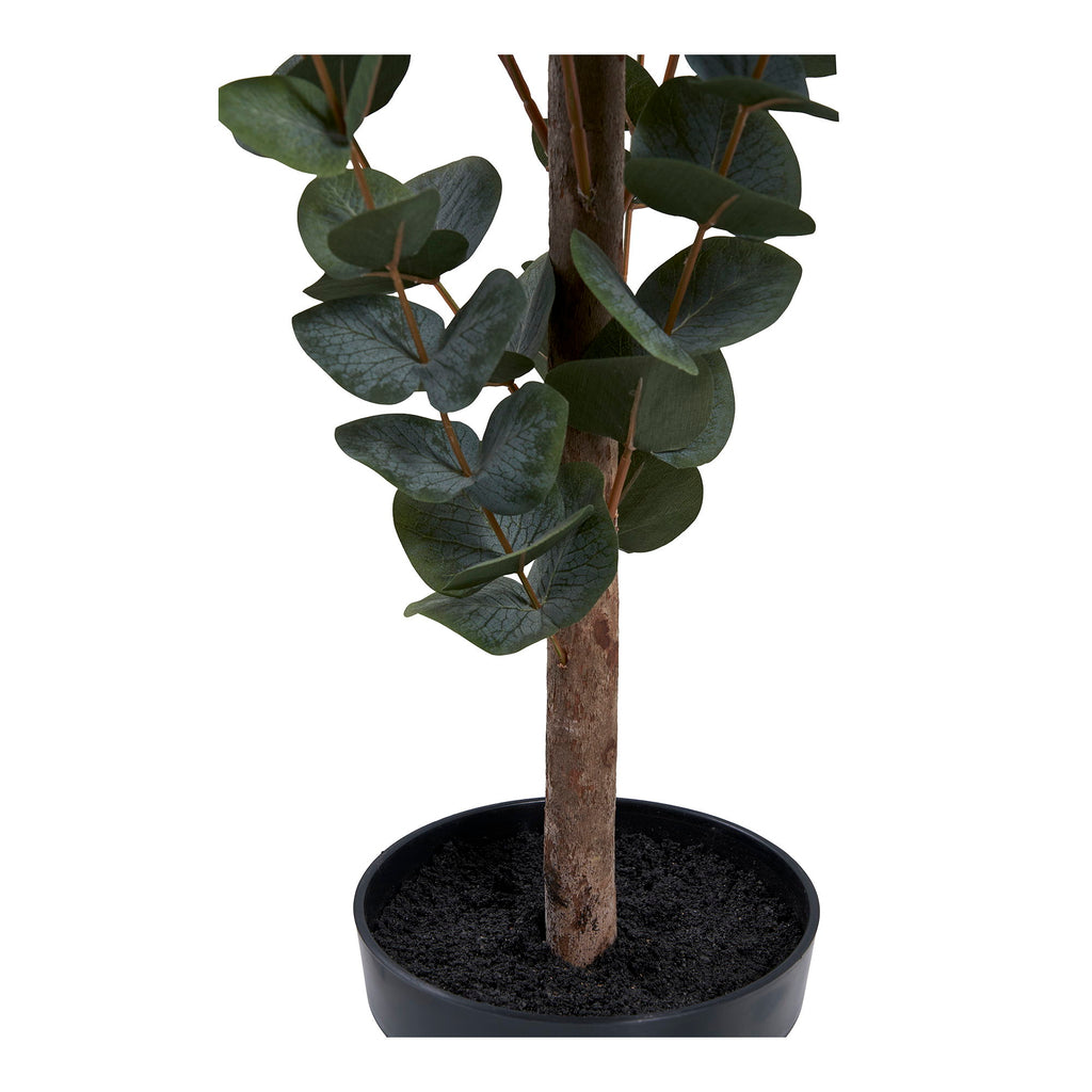 Arbre eucalyptus