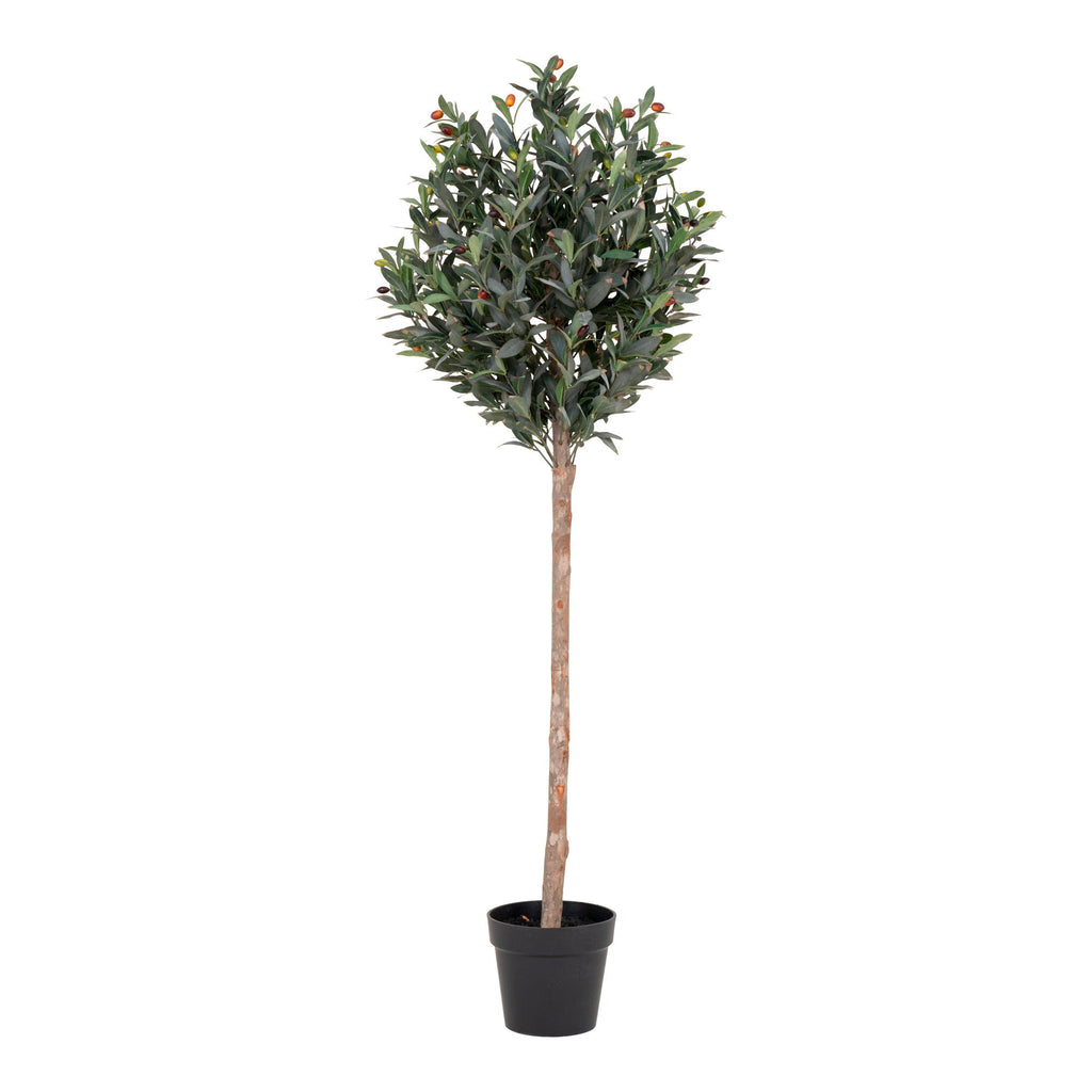 Olivier 150 cm