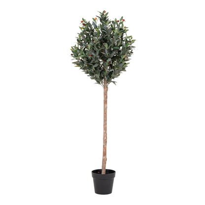 Olivier 150 cm