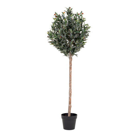 Olivier 150 cm